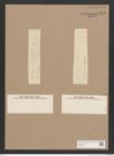 Diatomeae indet. Zeichnungen Sammlung Grunow Nr. 1428 (NHMW-BOT-W0368407)